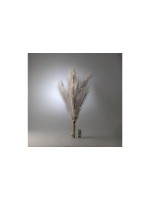 Konstsmide Deko Pampasgras, LED, grey, 1.5V, Innen