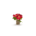 STT Poinsettia 24 cm