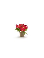 STT Poinsettia 24 cm