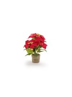 STT Poinsettia 33 cm