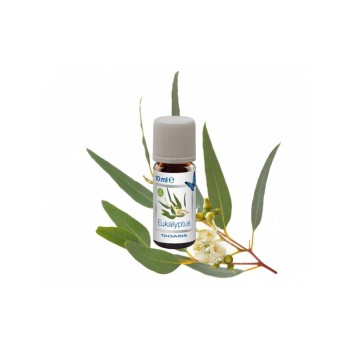 Venta Bio-Duftöl Eukalyptus, 3 x 10 ml